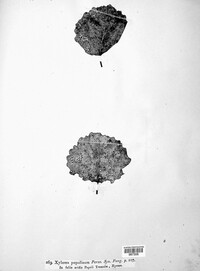 Xyloma populinum image